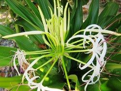 La couleur des fleurs sur l’île de Truong Sa Lon La grande Truong Sa